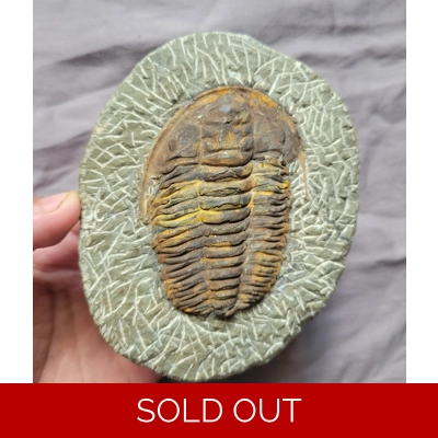 Rare Authentic Hamatolenus Trilobite Fossil From The Cambrian Of Morocco Rare Authentic Hamatolenus Trilobite Fossil From The Cambrian Of Morocco